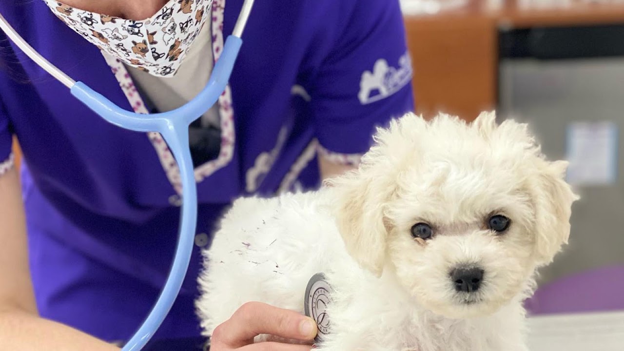 Atención veterinaria en Bijou Blanc