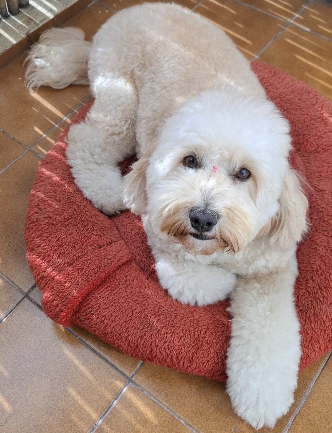 Peluquería canina en Bijou Blanc