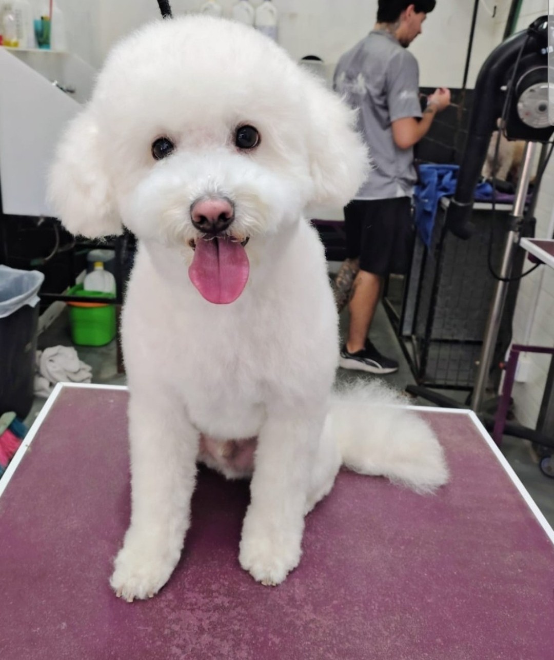 Peluquería canina en Bijou Blanc